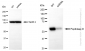 KD-Validated Anti-Peptidase D Rabbit Monoclonal Antibody