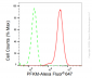 KD-Validated Anti-PFKM Rabbit Monoclonal Antibody