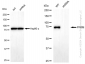 KD-Validated Anti-PFKM Rabbit Monoclonal Antibody