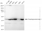 KD-Validated Anti-Phosphoglycerate kinase 1 Rabbit Monoclonal Antibody
