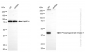 KD-Validated Anti-Phosphoglycerate kinase 1 Rabbit Monoclonal Antibody