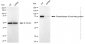 KD-Validated Anti-Phospholipase A2 activating protein Rabbit Monoclonal Antibody