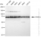 KD-Validated Anti-PPM1G Rabbit Monoclonal Antibody