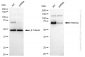 KD-Validated Anti-PPM1G Rabbit Monoclonal Antibody