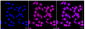 KD-Validated Anti-PPM1G Rabbit Monoclonal Antibody