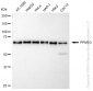 KD-Validated Anti-PPM1G Rabbit Monoclonal Antibody