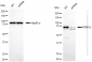 KD-Validated Anti-PPM1G Rabbit Monoclonal Antibody