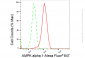 KD-Validated Anti-AMPK alpha 1 Rabbit Monoclonal Antibody