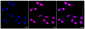 KD-Validated Anti-AMPK alpha 1 Rabbit Monoclonal Antibody