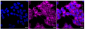 KD-Validated Anti-Phospho-AMPK alpha 1 (S496) Rabbit Monoclonal Antibody