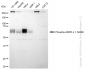 KD-Validated Anti-Phospho-AMPK alpha 1 (S496) Rabbit Monoclonal Antibody