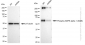 KD-Validated Anti-Phospho-AMPK alpha 1 (S496) Rabbit Monoclonal Antibody