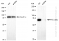 KD-Validated Anti-PKC delta Rabbit Monoclonal Antibody