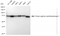 KD-Validated Anti-Protein arginine methyltransferase 7 Rabbit Monoclonal Antibody