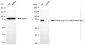 KD-Validated Anti-Protein arginine methyltransferase 7 Rabbit Monoclonal Antibody