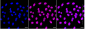 KD-Validated Anti-PTPN11 Rabbit Monoclonal Antibody