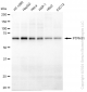KD-Validated Anti-PTPN11 Rabbit Monoclonal Antibody