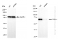 KD-Validated Anti-PTPN11 Rabbit Monoclonal Antibody