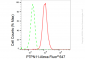KD-Validated Anti-PTPN11 Rabbit Monoclonal Antibody