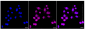KD-Validated Anti-PTPN11 Rabbit Monoclonal Antibody