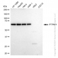 KD-Validated Anti-PTPN11 Rabbit Monoclonal Antibody