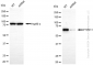 KD-Validated Anti-PTPN11 Rabbit Monoclonal Antibody