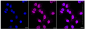 KD-Validated Anti-PVR Rabbit Monoclonal Antibody