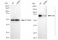 KD-Validated Anti-PVR Rabbit Monoclonal Antibody