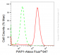 KD-Validated Anti-PWP1 Rabbit Monoclonal Antibody