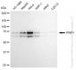 KD-Validated Anti-PWP1 Rabbit Monoclonal Antibody