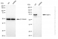 KD-Validated Anti-PWP1 Rabbit Monoclonal Antibody