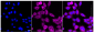 KD-Validated Anti-Raf1 Rabbit Monoclonal Antibody