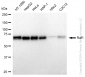 KD-Validated Anti-Raf1 Rabbit Monoclonal Antibody