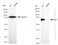 KD-Validated Anti-Raf1 Rabbit Monoclonal Antibody