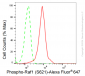 KD-Validated Anti-Phospho-Raf1 (S621) Rabbit Monoclonal Antibody