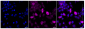KD-Validated Anti-Phospho-Raf1 (S621) Rabbit Monoclonal Antibody