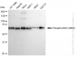 KD-Validated Anti-Phospho-Raf1 (S621) Rabbit Monoclonal Antibody