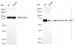 KD-Validated Anti-Phospho-Raf1 (S621) Rabbit Monoclonal Antibody