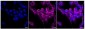KD-Validated Anti-Raf1 Rabbit Monoclonal Antibody