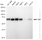 KD-Validated Anti-Raf1 Rabbit Monoclonal Antibody