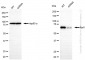 KD-Validated Anti-Raf1 Rabbit Monoclonal Antibody
