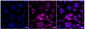 KD-Validated Anti-Phospho-RSK1(S380) Rabbit Monoclonal Antibody