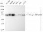 KD-Validated Anti-Phospho-RSK1(S380) Rabbit Monoclonal Antibody