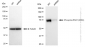 KD-Validated Anti-Phospho-RSK1(S380) Rabbit Monoclonal Antibody