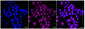 KD-Validated Anti-Retinoid X receptor alpha Rabbit Monoclonal Antibody