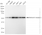 KD-Validated Anti-Retinoid X receptor alpha Rabbit Monoclonal Antibody