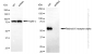 KD-Validated Anti-Retinoid X receptor alpha Rabbit Monoclonal Antibody