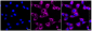 KD-Validated Anti-SEC24D Rabbit Monoclonal Antibody