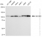 KD-Validated Anti-SEC24D Rabbit Monoclonal Antibody