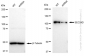 KD-Validated Anti-SEC24D Rabbit Monoclonal Antibody